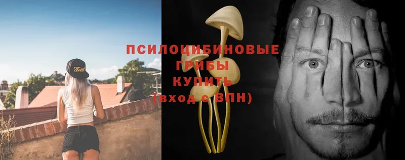 Псилоцибиновые грибы Magic Shrooms  Дегтярск 